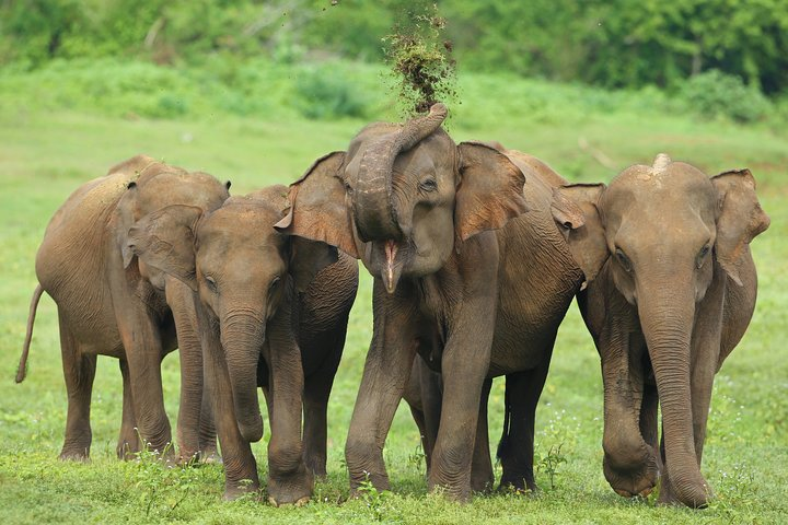 Udawalawe National Park Private Safari - Photo 1 of 9